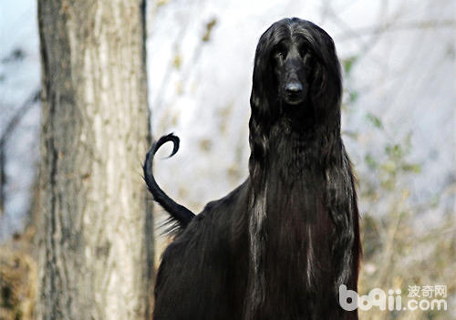 阿富汗獵犬