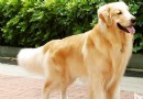 金毛犬最最正確的管理方法你知道嗎？