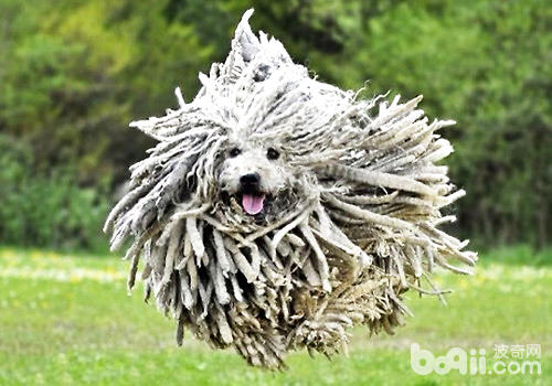 可蒙犬