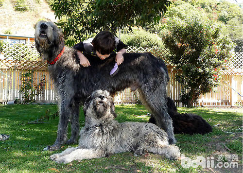 愛爾蘭獵犬