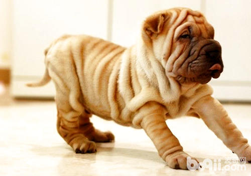 沙皮犬