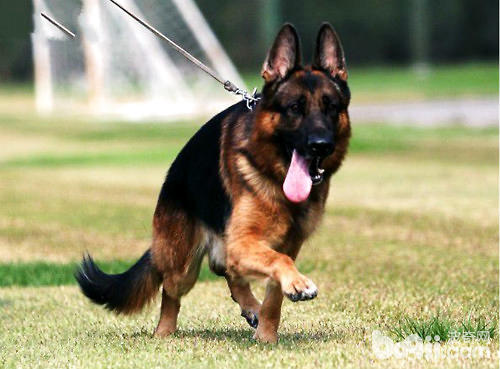 德國牧羊犬