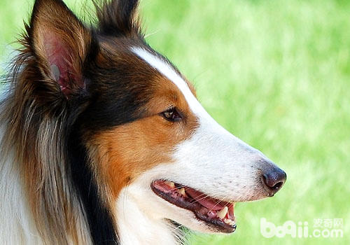 蘇格蘭牧羊犬