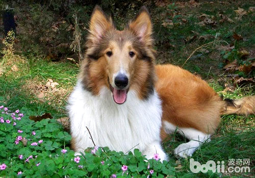 蘇格蘭牧羊犬