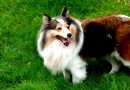 蘇格蘭牧羊犬皮膚過敏怎麼辦？