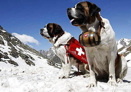 聖伯納犬
