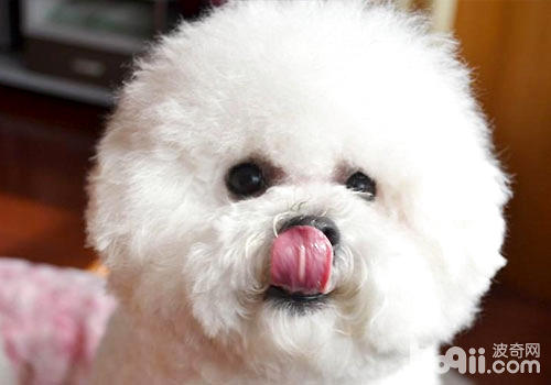 比熊