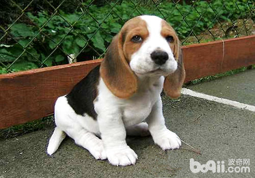 比格犬