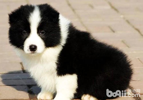 邊境牧羊犬