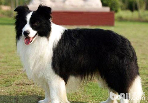 邊境牧羊犬