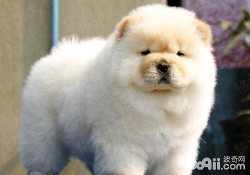 松獅犬