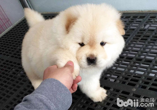 松獅犬