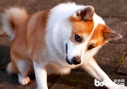冰島牧羊犬