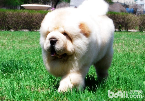 松獅犬