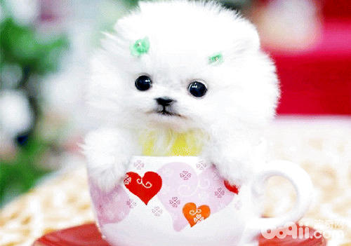 茶杯犬