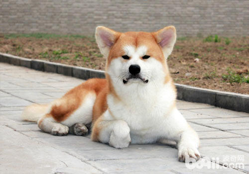 秋田犬