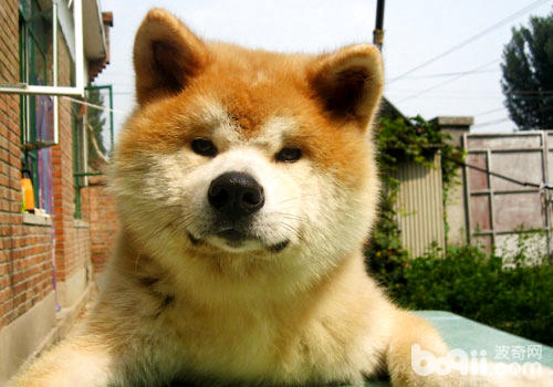 秋田犬