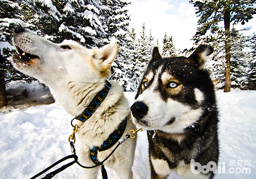 塞佩萊西伯利亞雪橇犬
