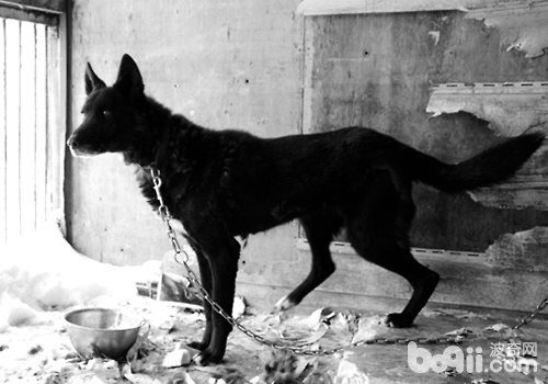 桦太犬
