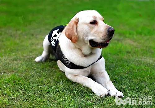 導盲犬