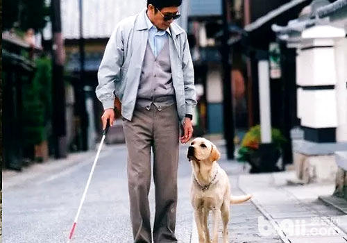 導盲犬