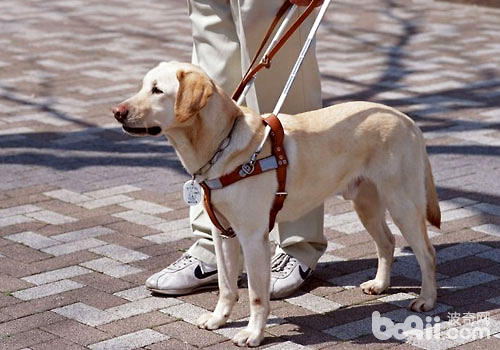 導盲犬