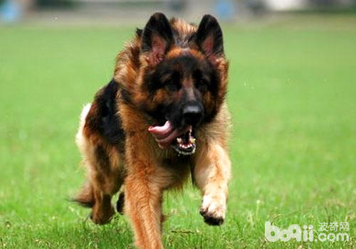 軍犬