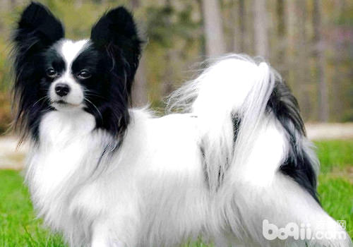 蝴蝶犬