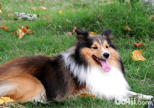喜樂蒂牧羊犬