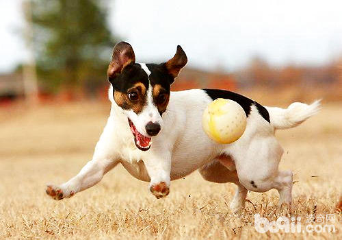 傑克拉塞爾梗犬