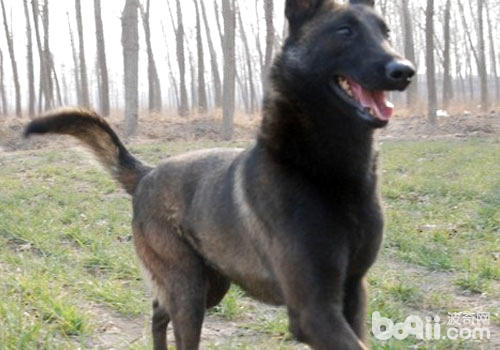 馬犬
