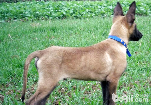 馬犬