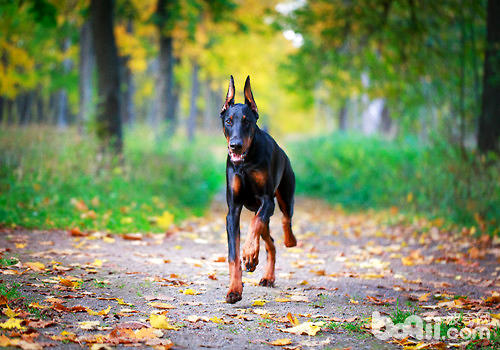 杜賓犬