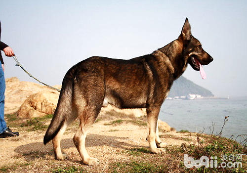 昆明犬