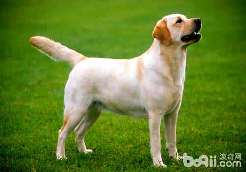 拉布拉多犬