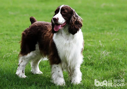 史賓格犬