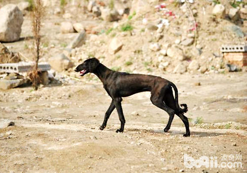 細犬