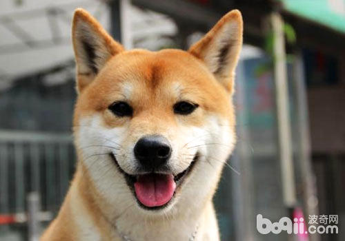 柴犬