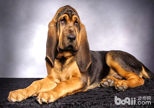 尋血獵犬