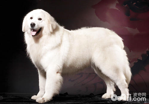 大白熊犬