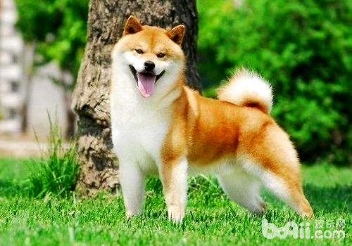 柴犬