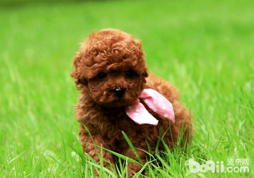 泰迪犬