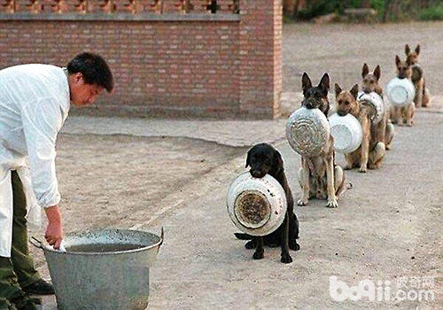 警犬