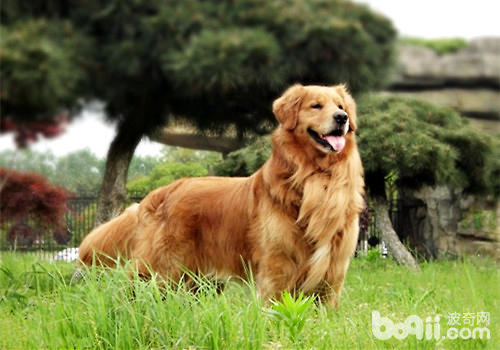 金毛犬
