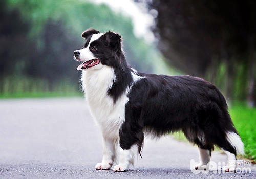 邊境牧羊犬