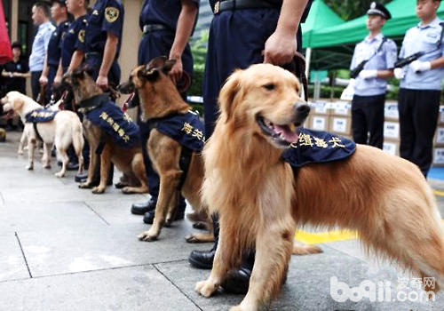 緝毒犬
