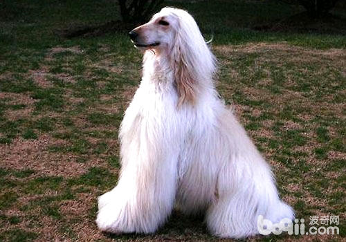 阿富汗獵犬
