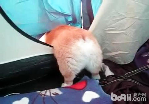 柯基犬