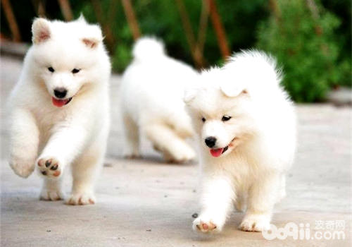 薩摩耶犬
