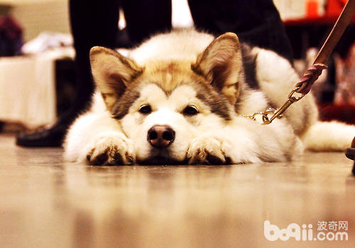 阿拉斯加犬
